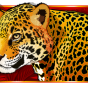 Leopard img